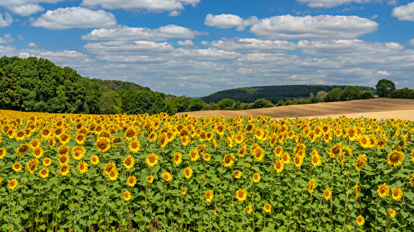 Sommer
